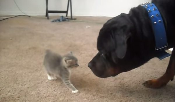 rottie with kitten