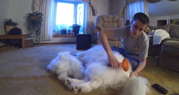 samoyed being groomed