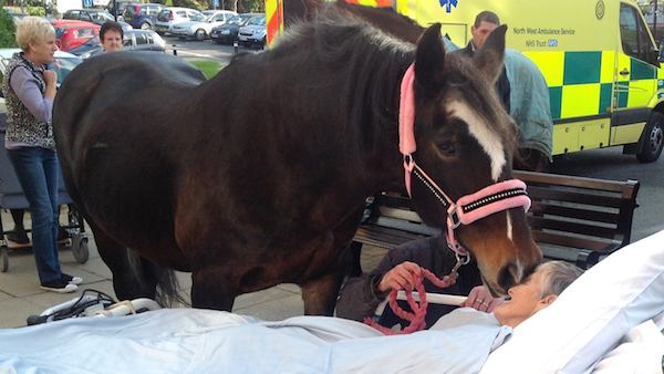 Touching goodbye between woman and her horse