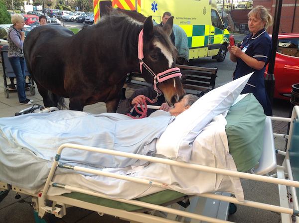sheila-marsh-horse