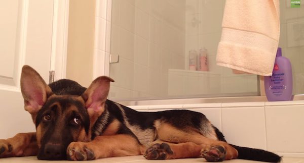 german shepherd likes to sing