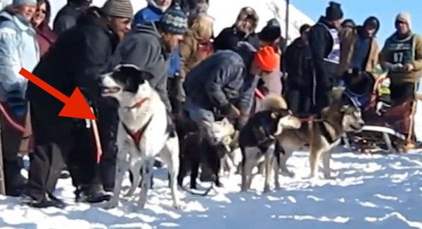 Excited Rescue Dog Makes Everyone Laugh By Talking At Start Of Race