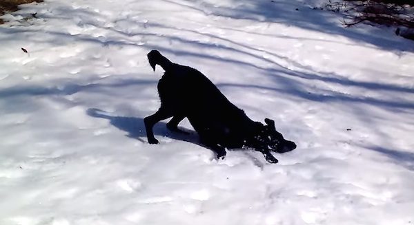 Happy Labrador Retriever Dog Loves To Body Slide In The Snow