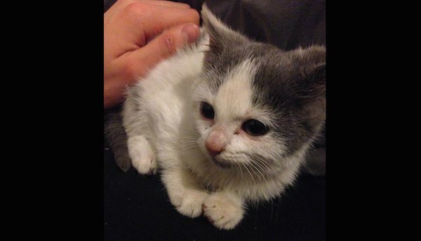 One Day Makes Unbelievable Difference In Stray Kitten’s Life