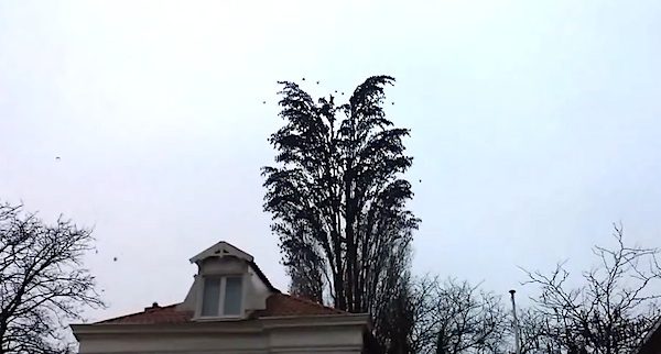 tree full of birds