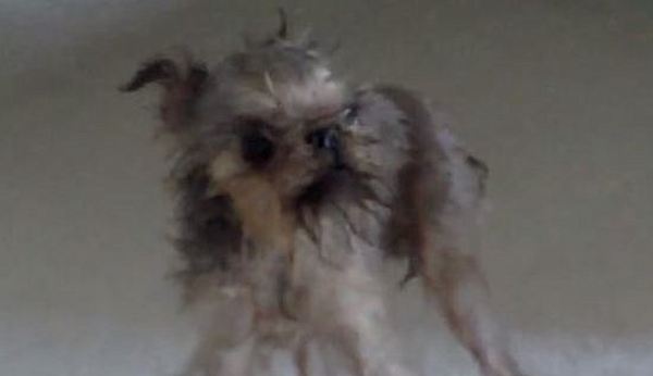 Wet dog
