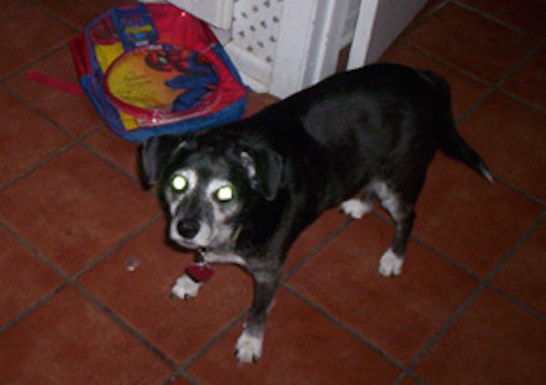 Angel At Post Office Responds To Girl’s Heartfelt Letter After Loss Of Beloved Dog