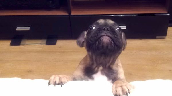 Alice the French Bulldog