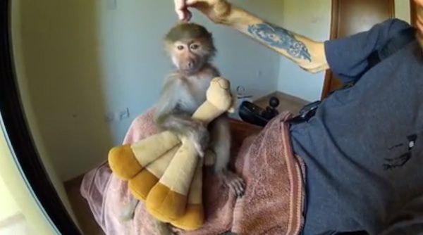Man Rescues Baby Baboon From Abuse And Finds Her A Home