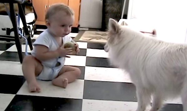 dog teaches baby fetch