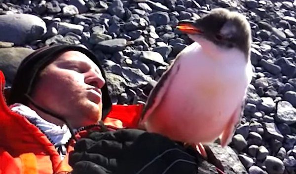 Baby Penguin Meets A Human For The First Time