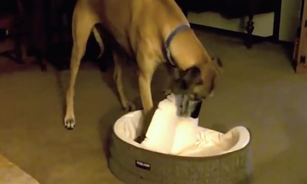 Huge Great Dane Tries To Fit In Tiny Dog Bed