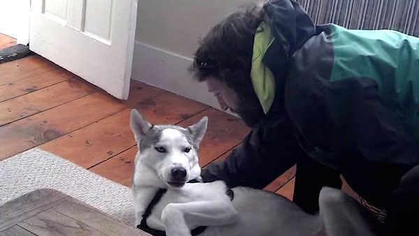 Blaze the husky