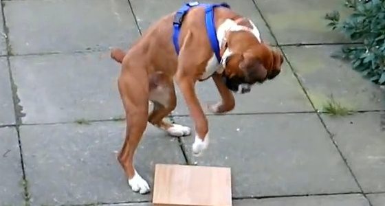 boxer plays with wood