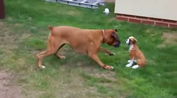 boxer dog meets puppy statue