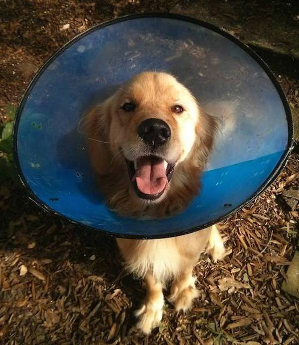bran-cone