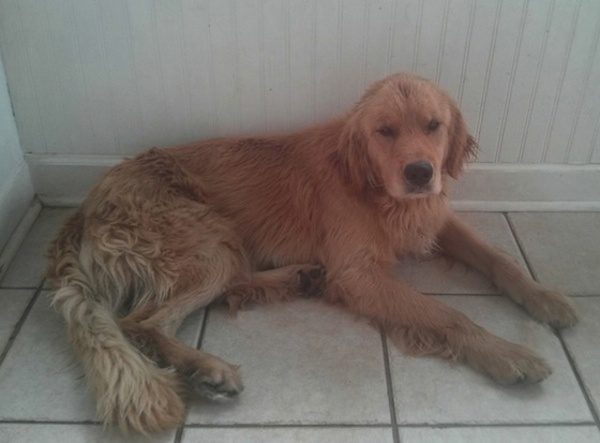 Golden Retriever Puppy Escapes From Hoarder During Flood And Is Saved By Family