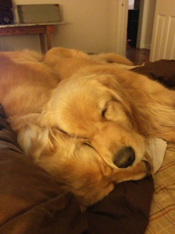 bran-snuggles