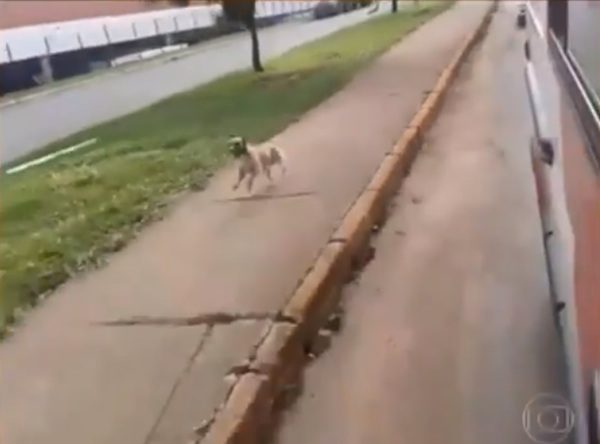 brazil-dog-2