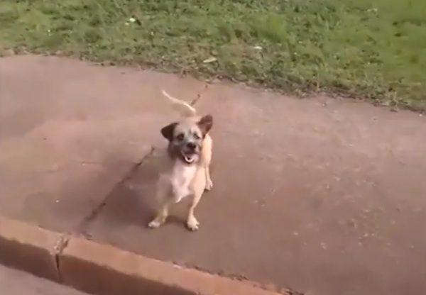 brazil-dog-loyal-7