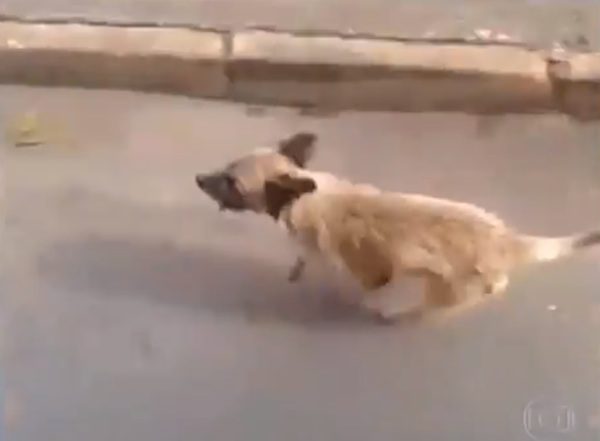brazil-loyal-dog-3