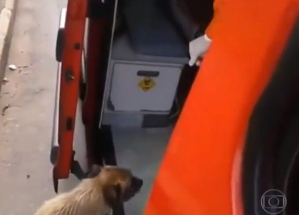 brazil-loyal-dog-6