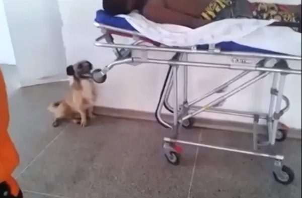 brazil-loyal-dog-8