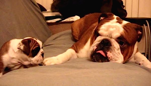Sweet English Bulldog Dad Meets Feisty Daughter For The First Time