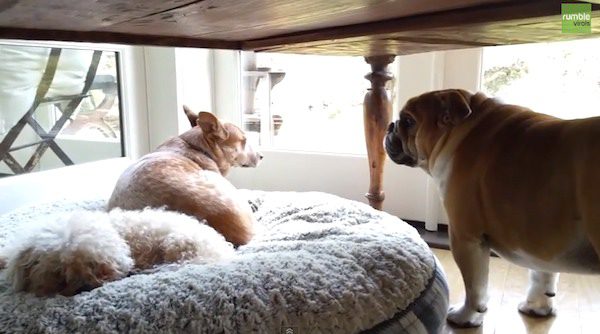 bulldog wants bed