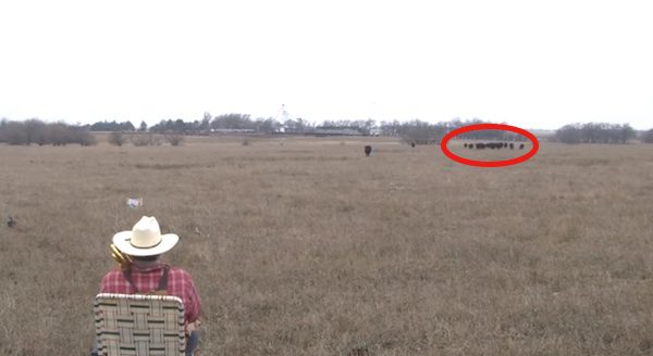 Farmer Plays “Jingle Bells” On Trombone To Entertain His Cattle