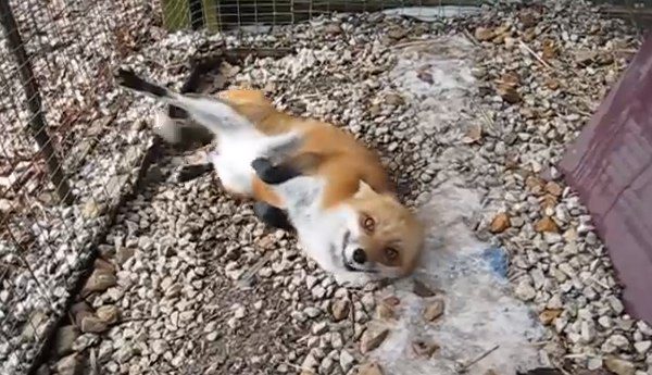 Chuckles the fox