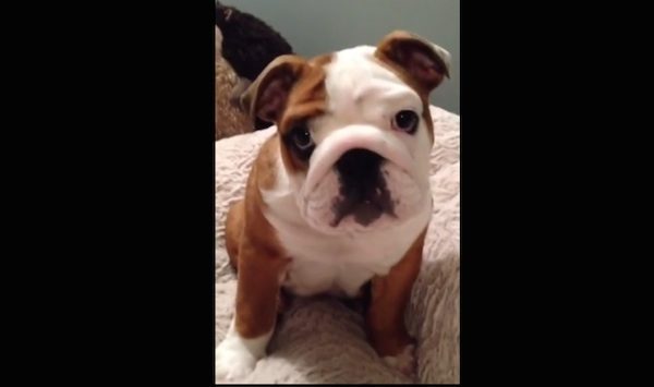 Cute English Bulldog Puppy Tries Out His New Bed With Adorable Results