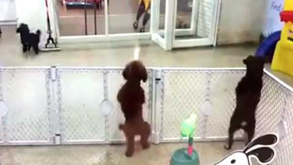 Excited Puppy Dances When She Sees Her Human