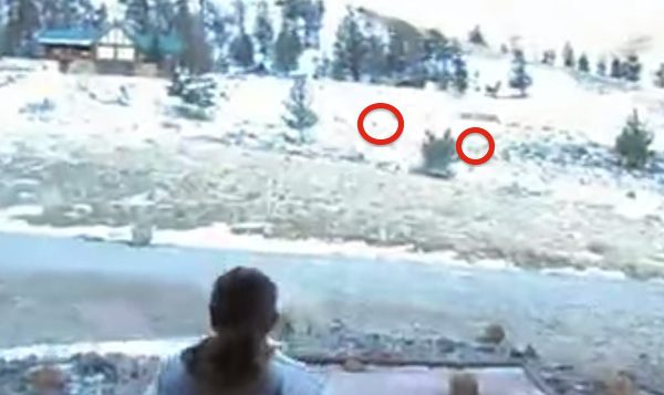 Woman Calls Deer To Her Doorstep