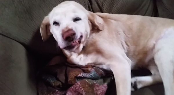Denver The Guilty Dog Gets Busted Being Naughty Again