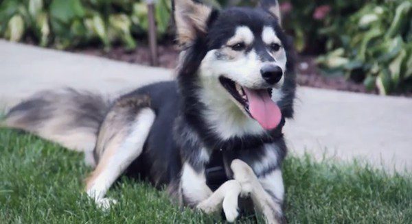 dog without legs gets 3d printed prosthetics