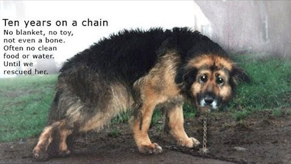 dog on chain rescued