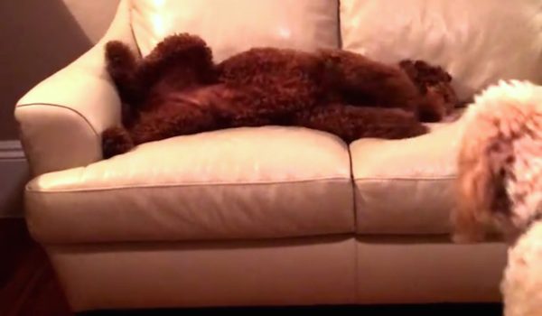 dog comforts friend