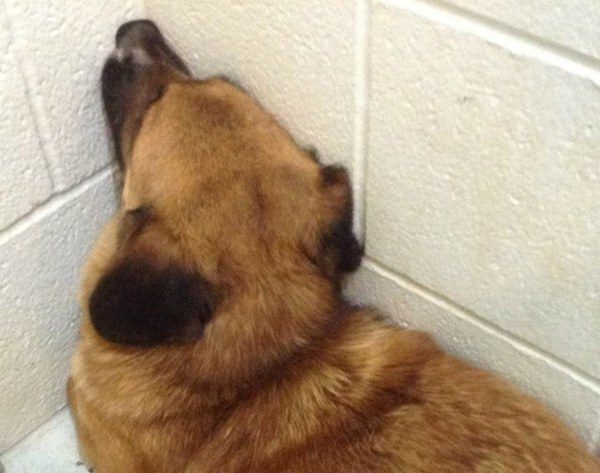 dog faces wall