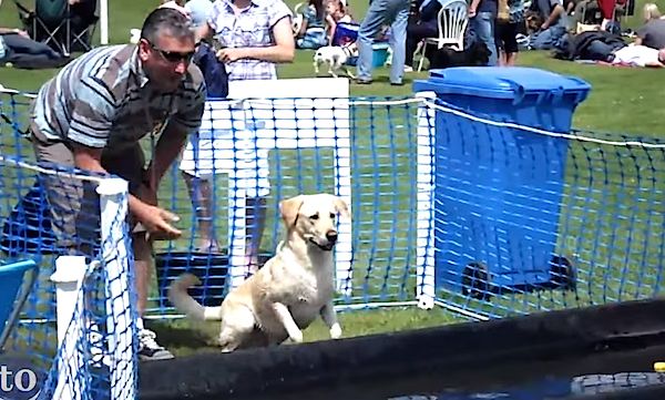dog fetch fails
