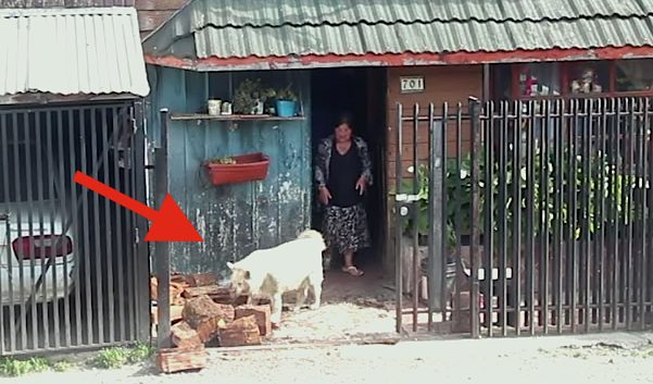 dog fetches firewood