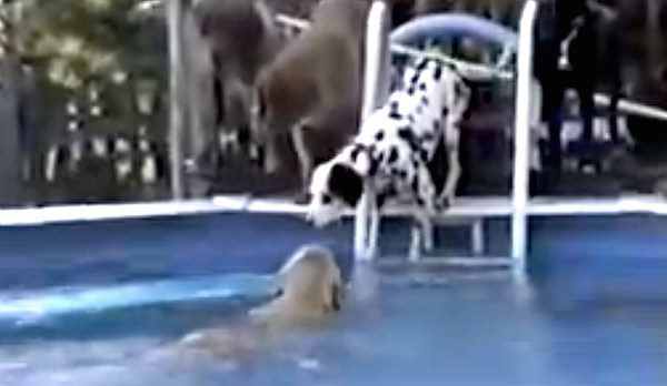 Amazing Golden Retriever Comes To The Rescue Of Her Dalmatian Friend