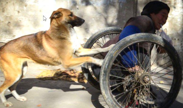 Loyal Dog Helps Wheelchair Bound Owner Get To Work Every Day