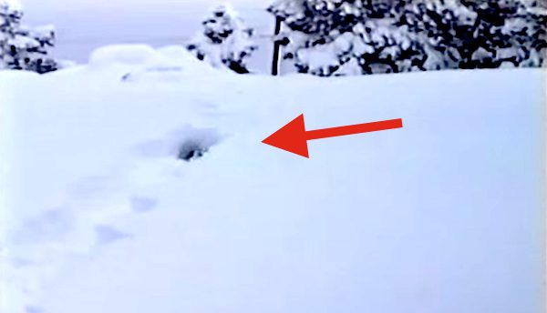 dog plays in deep snow