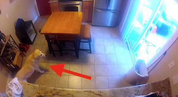 hidden camera catches dog