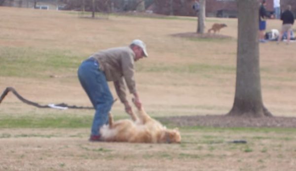 dog refuses to budge