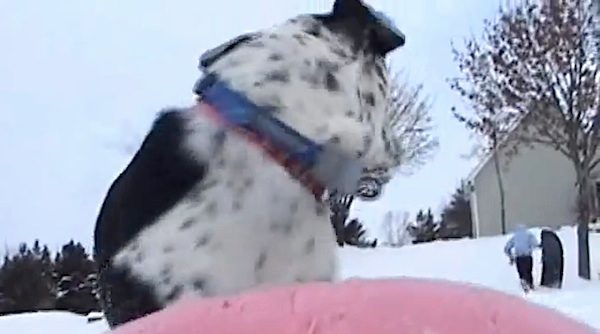 dog steals sleds