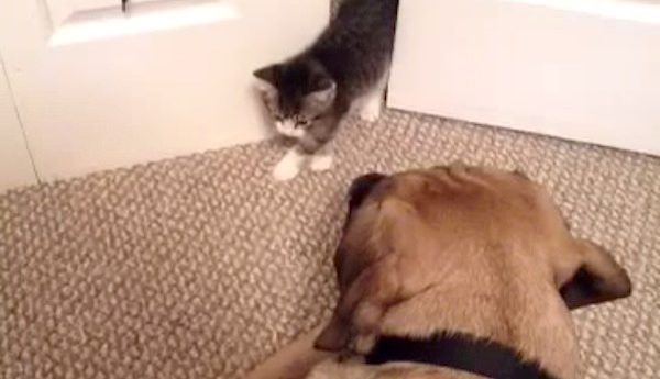dog scared of cat