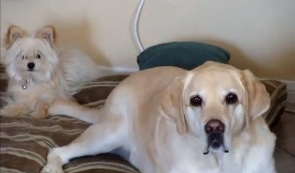 Big Dog Wags His Tail, Shocks His Little Sister And Makes Everyone Laugh