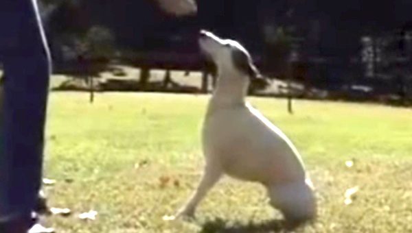 dog with two legs